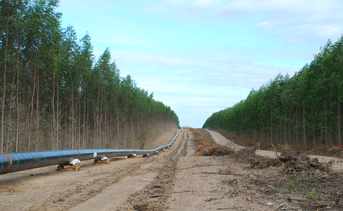 A stand of trees is divided by a rough hewn dirt road. A fossil fuel pipeline follows the road and stretches up a hill into the distance. The sky is light blue.